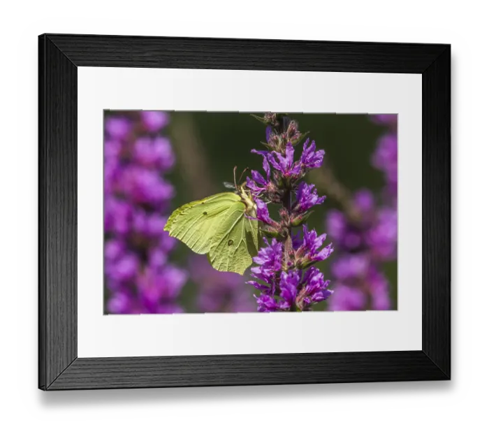 Framed Print : Lemon butterfly (Gonepteryx rhamni)