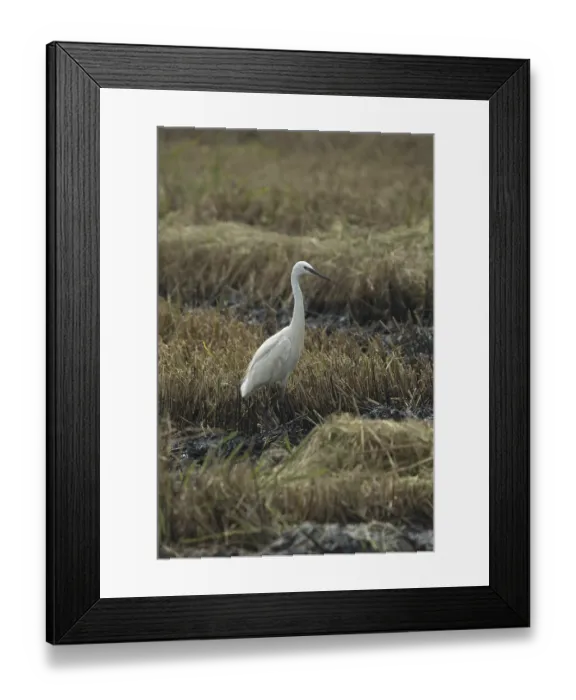 Framed Print : Little Egret (Egretta garzetta)