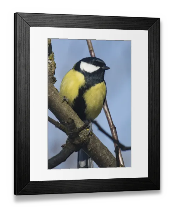 Framed Print : Great Tit (Parus major)