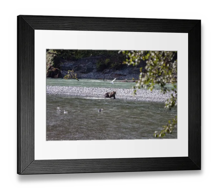 Framed Print : Grizzly bear in Canada (Ursus arctos) Framed Print : Grizzly bear in Canada (Ursus arctos)