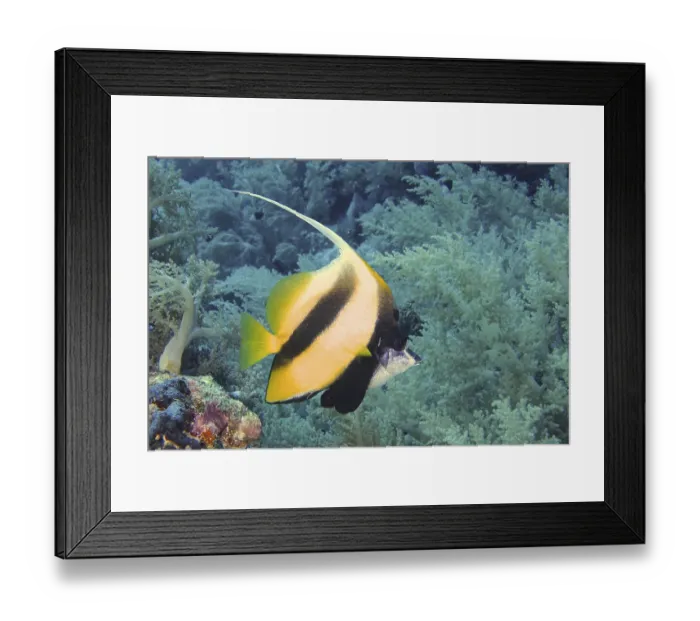 Framed Print : Red Sea bannerfish (Heniochus intermedius) Framed Print : Red Sea bannerfish (Heniochus intermedius)