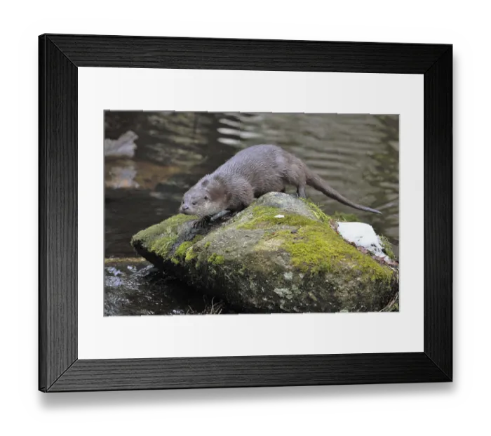Framed Print : Otter (Lutra lutra) Framed Print : Otter (Lutra lutra)
