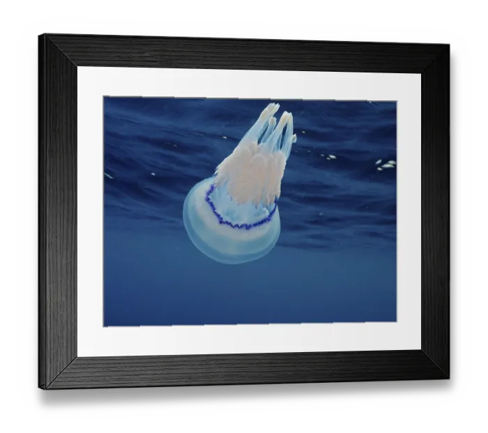 Framed Print : Lung jellyfish (Rhizostoma pulmo)