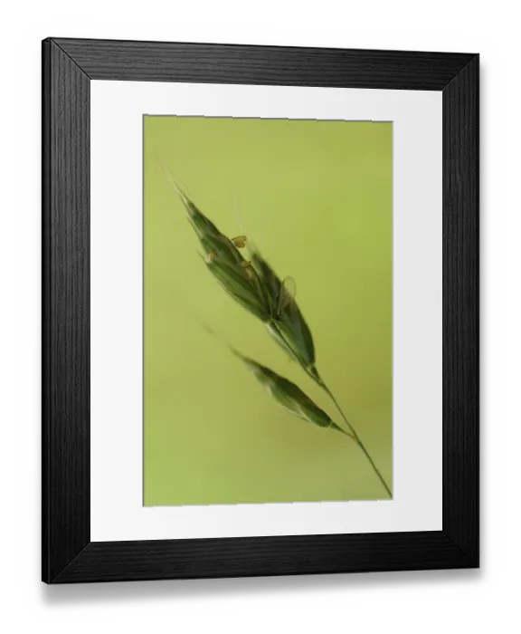 Framed Print : Rose aphid, tubular aphid, tubular aphid (Macrosiphum rosae)
