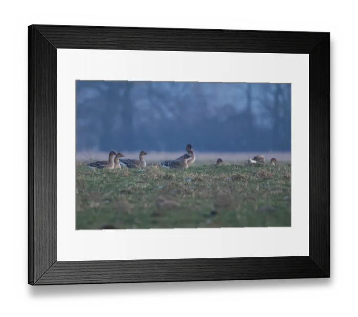 Framed Print : Tundra shelduck (Anser fabalis) Framed Print : Tundra shelduck (Anser fabalis)