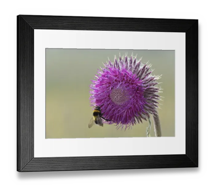 Framed Print : Musk Thistle (Carduus nutans)