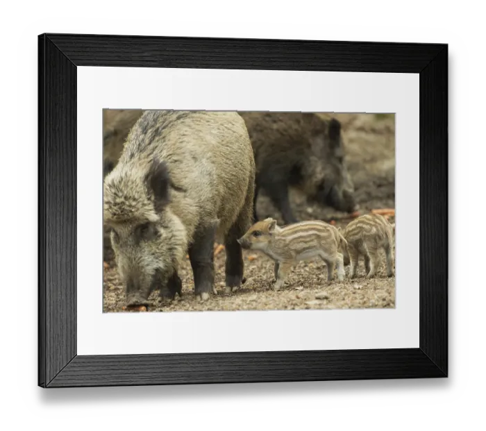 Framed Print : Wild boar (Sus scrofa)