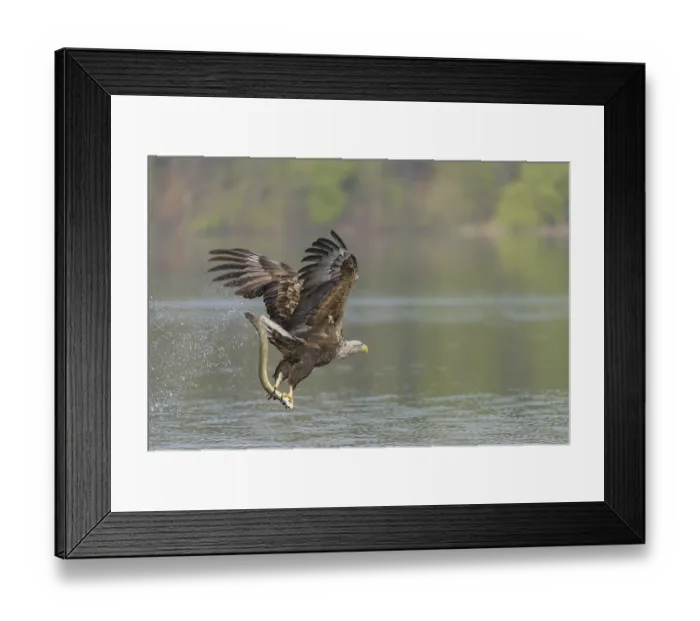Framed Print : White-tailed eagle (Haliaeetus albicilla) Framed Print : White-tailed eagle (Haliaeetus albicilla)