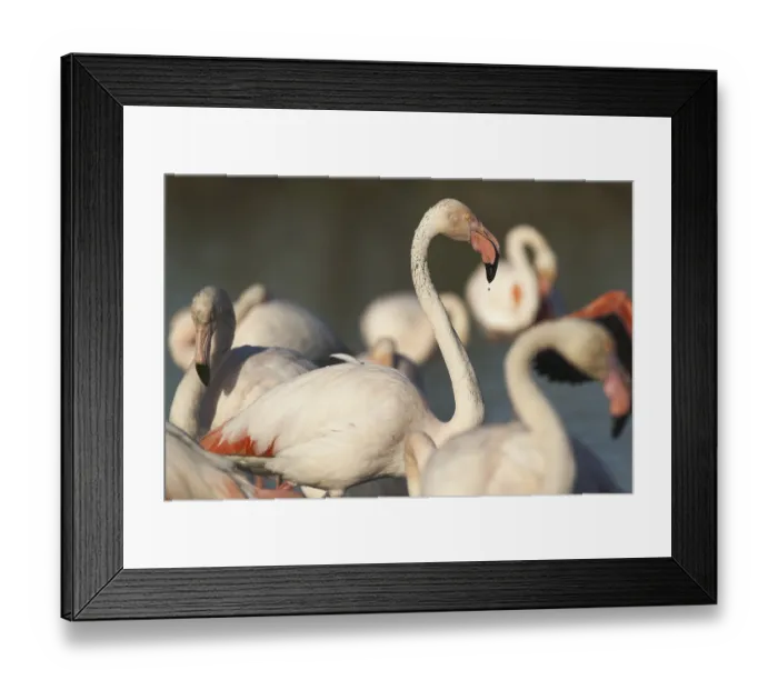 Framed Print : Pink flamingo (Phoenicopterus ruber)