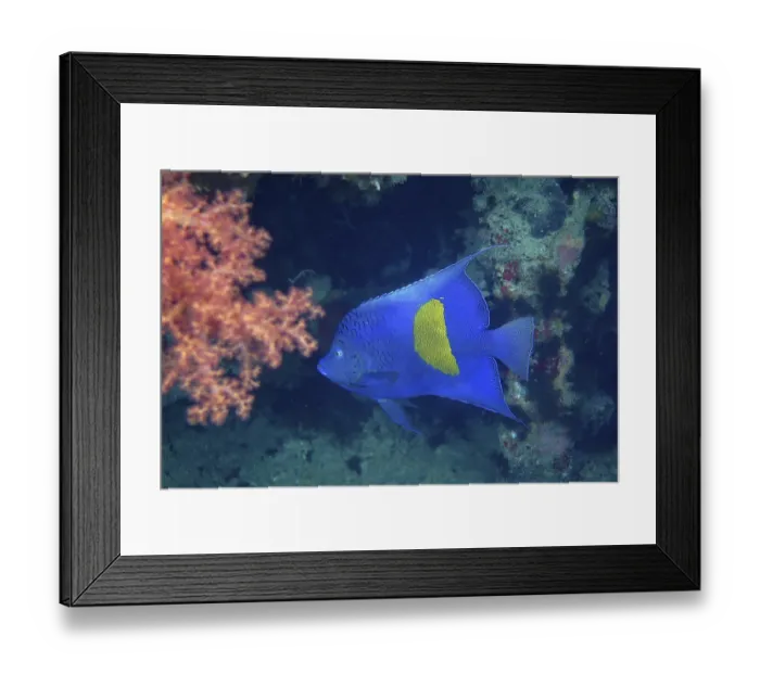Framed Print : Arabian angelfish (Pomacanthus maculosus)