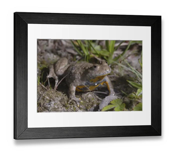 Framed Print : Yellow-bellied toad (Bombina orientalis orientalis)