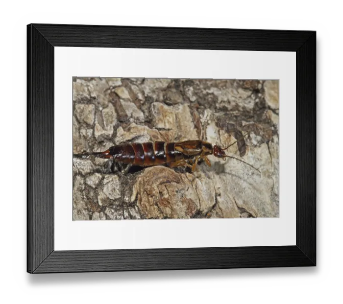 Framed Print : Forficula auricularia (Forficula auricularia)