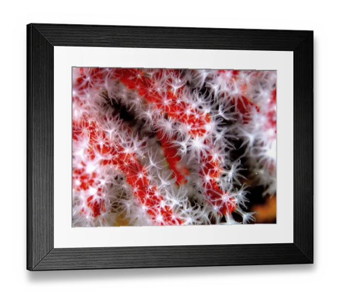 Framed Print : Precious coral (Corallium rubrum)