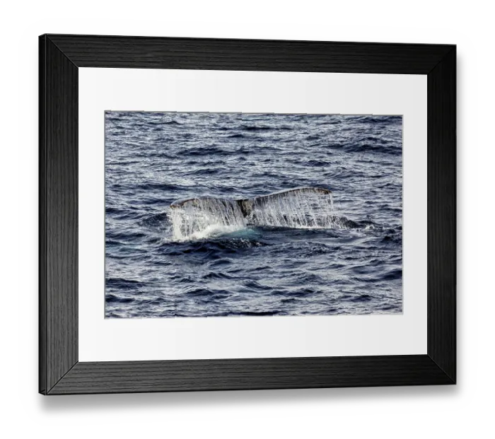 Framed Print : Whale fin with water currents in the middle of the deep blue ocean Framed Print : Whale fin with water currents in the middle of the deep blue ocean