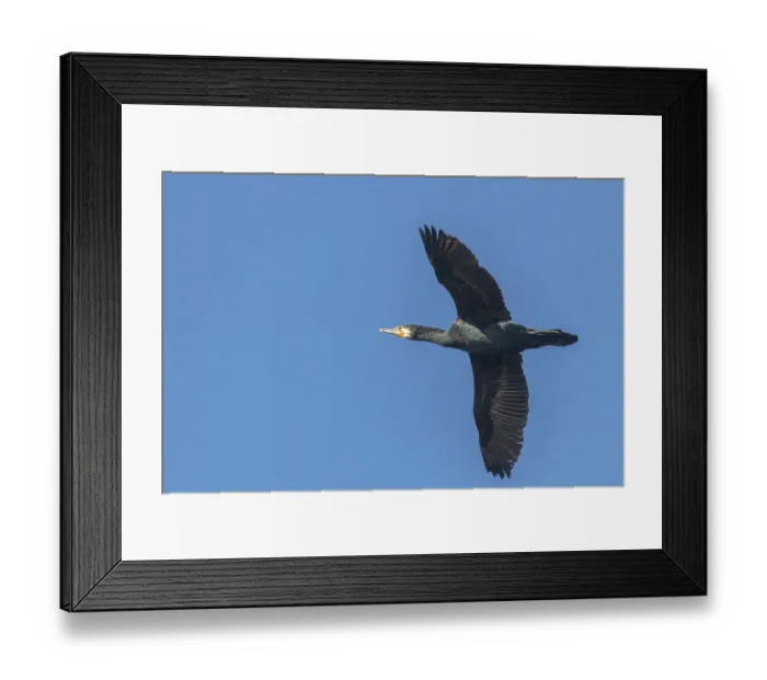 Framed Print : Great Cormorant in flight (Phalacrocorax carbo) Framed Print : Great Cormorant in flight (Phalacrocorax carbo)