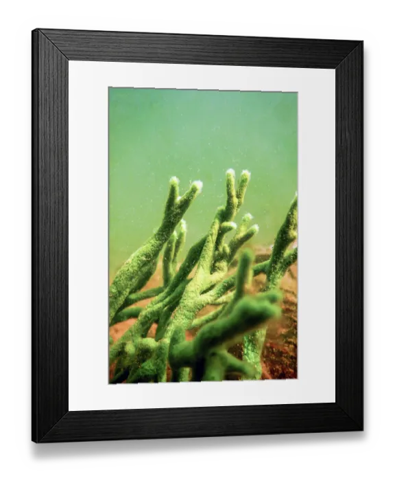 Framed Print : Freshwater Sponge (Spongilla lacustris) Spongillidae Freshwater Underwater Framed Print : Freshwater Sponge (Spongilla lacustris) Spongillidae Freshwater Underwater