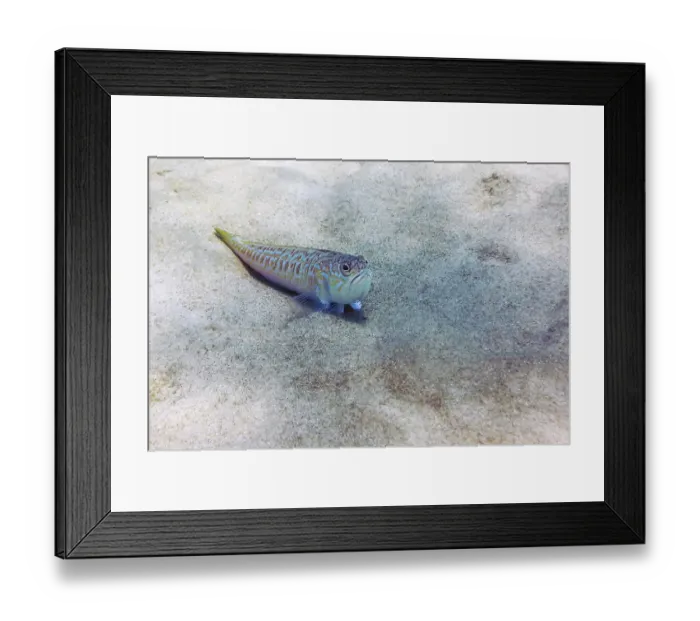Framed Print : Greater weever on sandy sea floor (Trachinus draco)