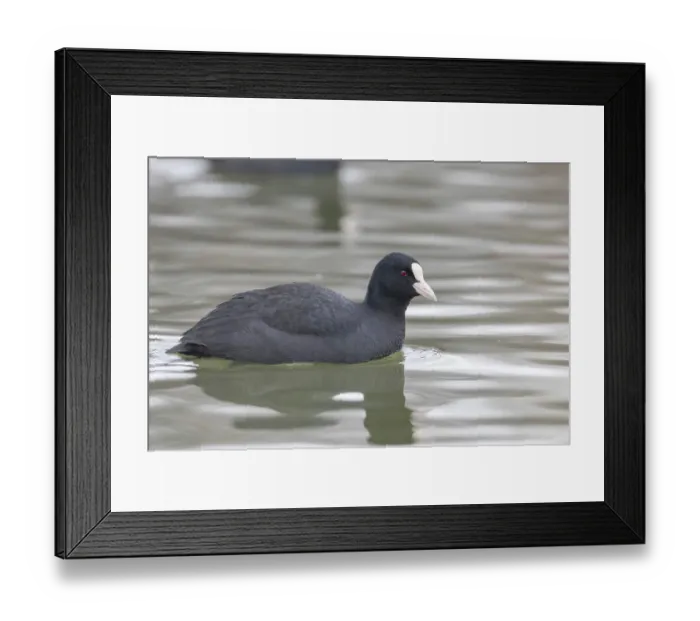 Framed Print : Coot swimming (Fulica atra) Close up Eurasian Coot Framed Print : Coot swimming (Fulica atra) Close up Eurasian Coot
