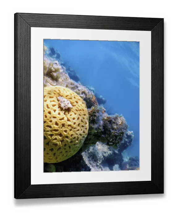 Framed Print : Brain coral in the bottom of the sea, Marine life Framed Print : Brain coral in the bottom of the sea, Marine life