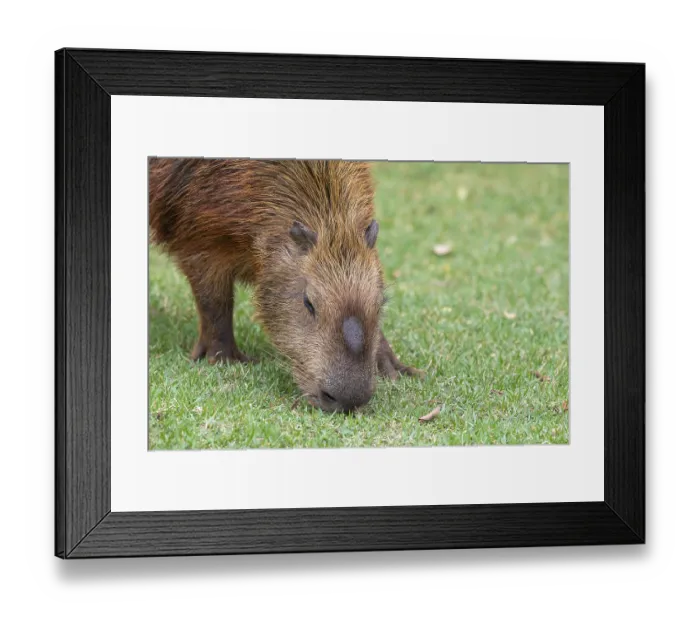 Framed Print : Capybara or capybara (Hydrochoerus hydrochaeris)
