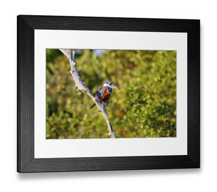 Framed Print : Ringed Kingfisher perched on a bare branch in sunlight against defocused trees Framed Print : Ringed Kingfisher perched on a bare branch in sunlight against defocused trees