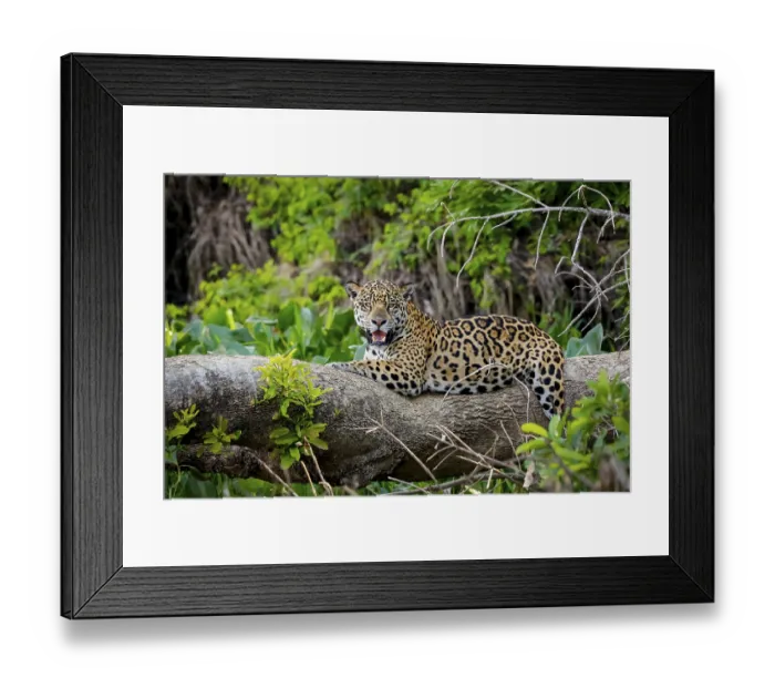 Framed Print : Magnificent Jaguar resting on a tree trunk at the river edge