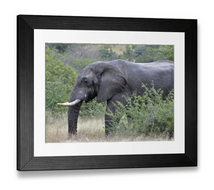 Framed Print : An African Elephant in the Kruger Park Framed Print : An African Elephant in the Kruger Park