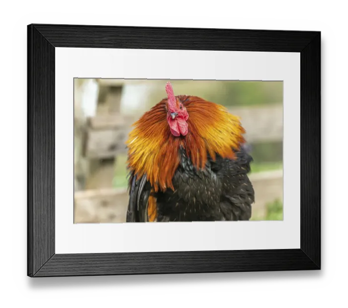 Framed Print : Portrait of a Rooster in a farmyard Framed Print : Portrait of a Rooster in a farmyard