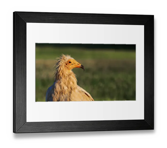 Framed Print : Egyptian Vulture, Neophron percnopterus