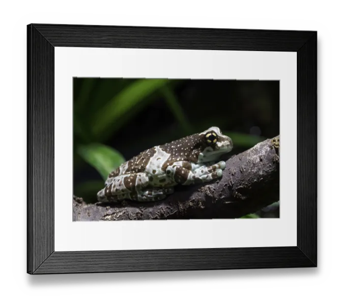 Framed Print : Amazon milk frog, Trachycephalus resinifictrix