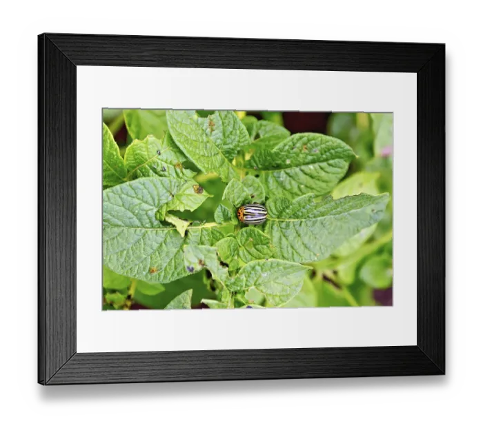Framed Print : Striped colorado beetle on green potato leaves Framed Print : Striped colorado beetle on green potato leaves