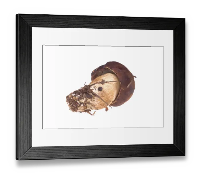 Framed Print : Wild mushroom. isolated