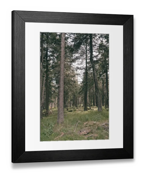 Framed Print : The Harz forest dieback Framed Print : The Harz forest dieback