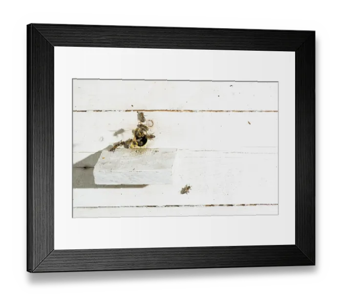 Framed Print : Bees entering the hive. White beehive