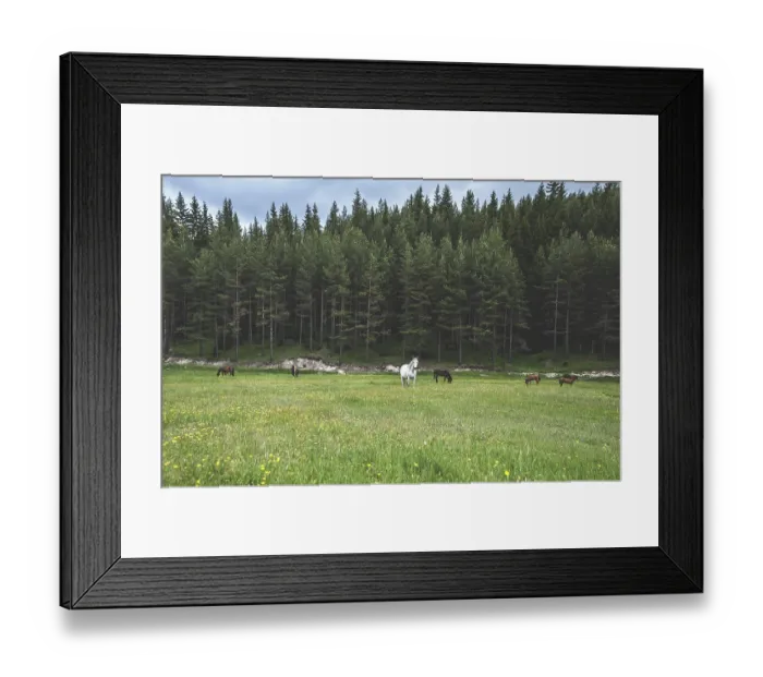 Framed Print : Horses in forest on green meadow Framed Print : Horses in forest on green meadow