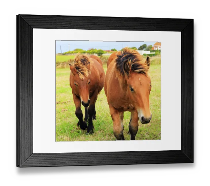 Framed Print : Group portrait of beautiful horses