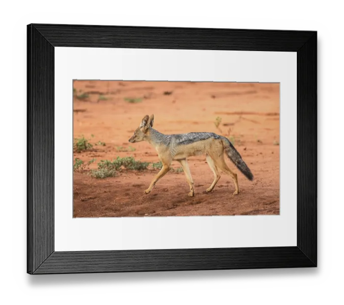 Framed Print : A black back Jakal (Canis mesomelas) in Tsavo West National Park