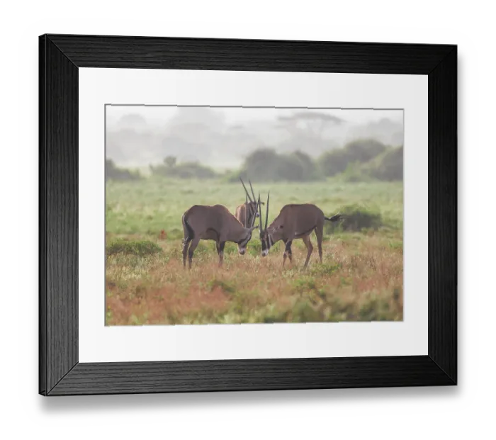 Framed Print : Oryx antelope in the Tsavo East National Park