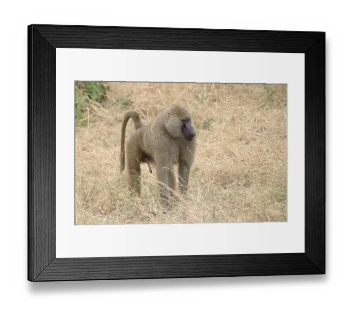 Framed Print : Olive Baboons (papio anubis) in Tarangire National Park Framed Print : Olive Baboons (papio anubis) in Tarangire National Park