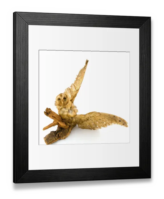 Framed Print : Prepared owl as a symbol for wisdom Framed Print : Prepared owl as a symbol for wisdom