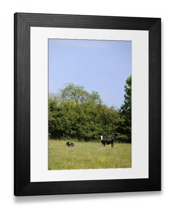 Framed Print : Cows in Dutch landscape Holland in Maasheggen