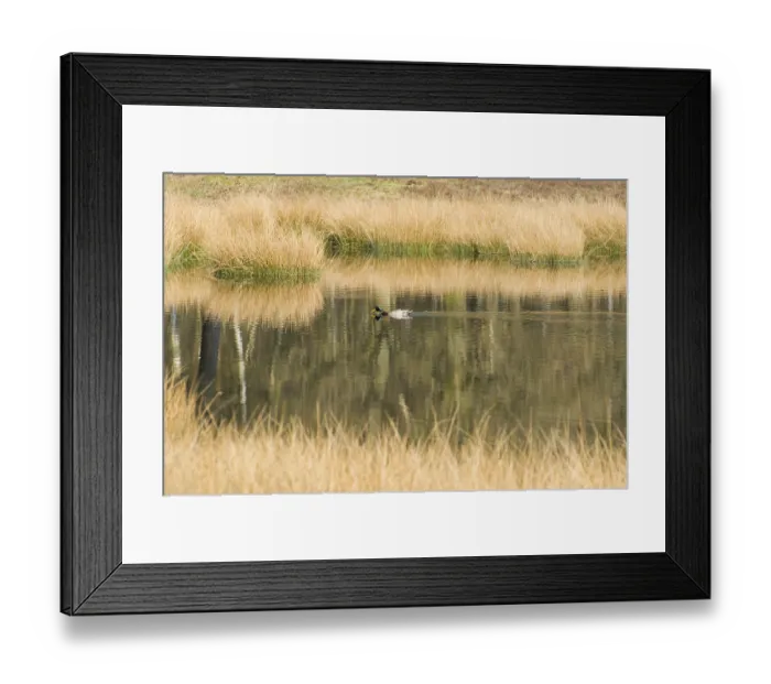 Framed Print : Landscape with nature fen and wild duck in Dutch forest