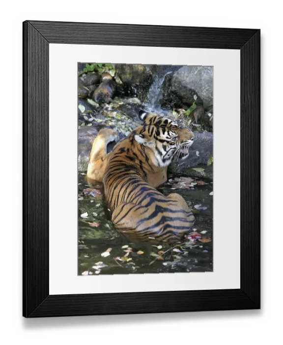 Framed Print : Panthera Tigris Sumatrae, Sumatran tiger Framed Print : Panthera Tigris Sumatrae, Sumatran tiger
