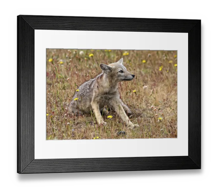 Framed Print : Patagonian fox Framed Print : Patagonian fox