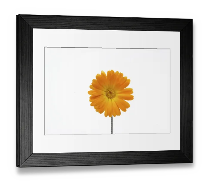 Framed Print : Medicinal plant Framed Print : Medicinal plant
