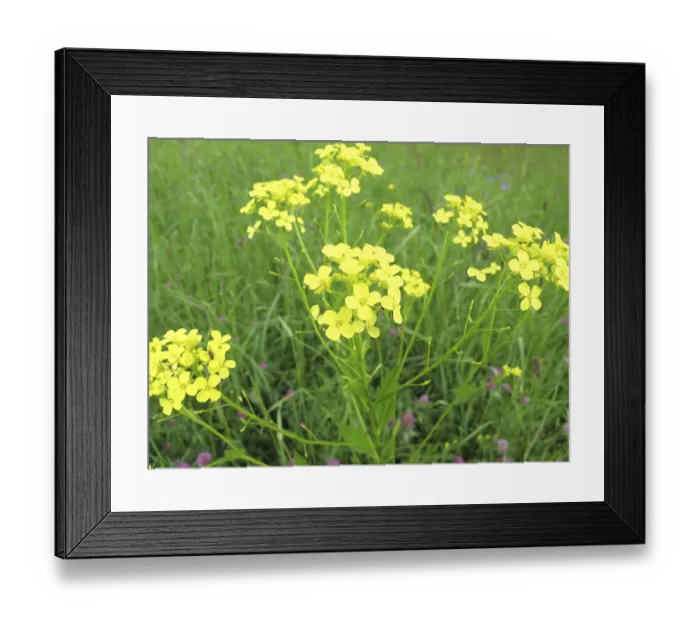 Framed Print : Turkish Rocket, Bunias orientalis Framed Print : Turkish Rocket, Bunias orientalis