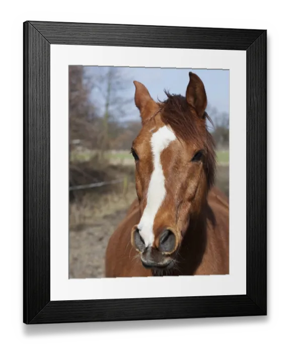 Framed Print : Portrait of a brown horse, 2015