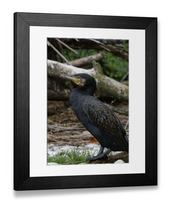 Framed Print : Cormorant, Phalacrocorax carbo Framed Print : Cormorant, Phalacrocorax carbo