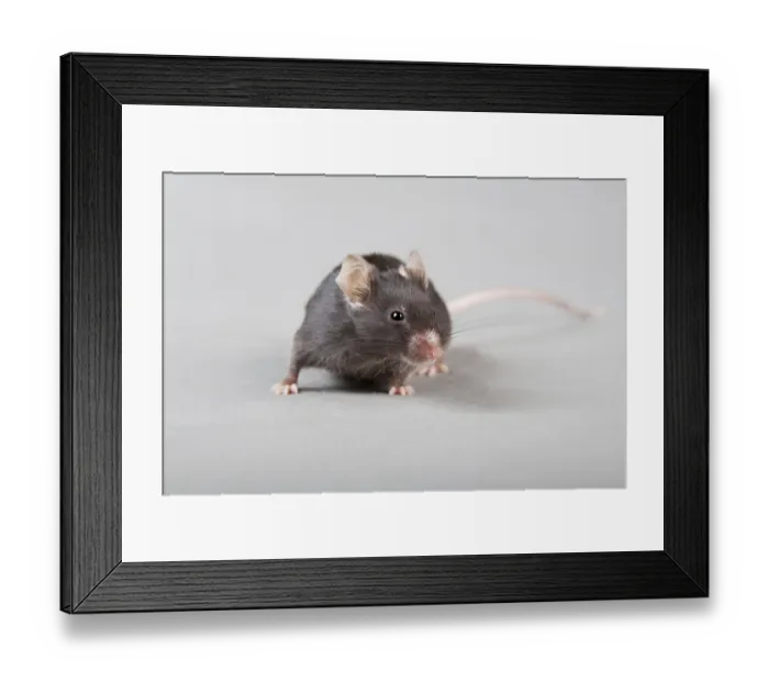 Framed Print : Black laboratory mouse isolated on grey background Framed Print : Black laboratory mouse isolated on grey background