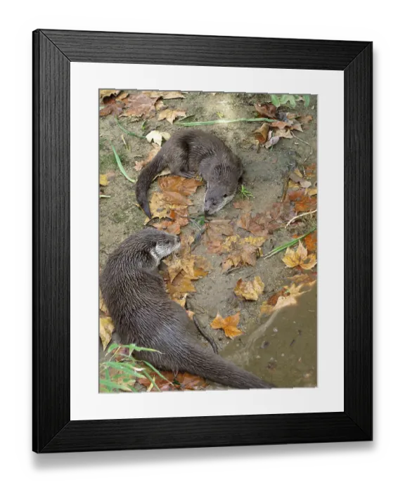 Framed Print : Two European otter playing, endangered species